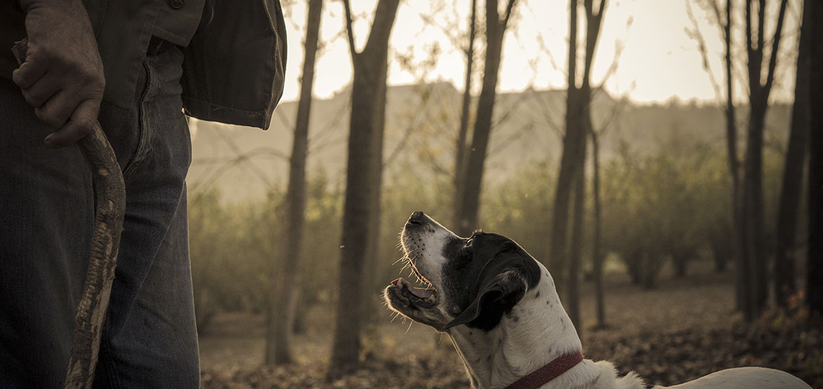 truffle hunting